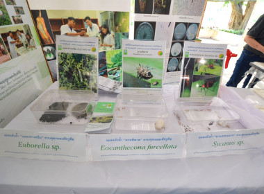 ฐานการเรียนรู้ | Microbial Pesticide พารามิเตอร์รูปภาพ 1