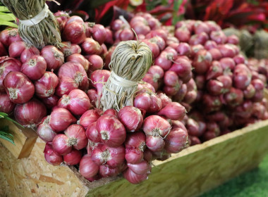 อสส ปล่อยคาราวาน กระจายหอมแดงศรีสะเกษสู่เหนือ 🧅🚚 พารามิเตอร์รูปภาพ 41