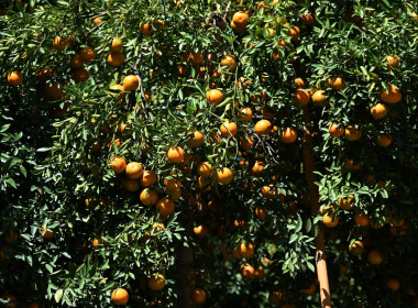 คณะผู้บริหารฯ ลงพื้นที่เยี่ยมกลุ่มเกษตรกรทำไร่โป่งน้ำร้อน พารามิเตอร์รูปภาพ 25