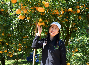 คณะผู้บริหารฯ ลงพื้นที่เยี่ยมกลุ่มเกษตรกรทำไร่โป่งน้ำร้อน พารามิเตอร์รูปภาพ 48