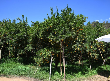 คณะผู้บริหารฯ ลงพื้นที่เยี่ยมกลุ่มเกษตรกรทำไร่โป่งน้ำร้อน พารามิเตอร์รูปภาพ 65