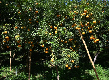 คณะผู้บริหารฯ ลงพื้นที่เยี่ยมกลุ่มเกษตรกรทำไร่โป่งน้ำร้อน พารามิเตอร์รูปภาพ 67