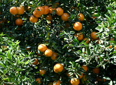 คณะผู้บริหารฯ ลงพื้นที่เยี่ยมกลุ่มเกษตรกรทำไร่โป่งน้ำร้อน พารามิเตอร์รูปภาพ 68