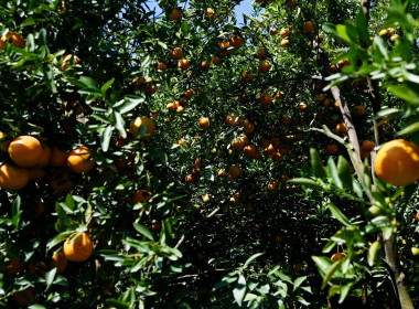 คณะผู้บริหารฯ ลงพื้นที่เยี่ยมกลุ่มเกษตรกรทำไร่โป่งน้ำร้อน พารามิเตอร์รูปภาพ 69