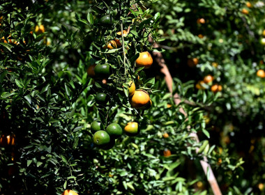 คณะผู้บริหารฯ ลงพื้นที่เยี่ยมกลุ่มเกษตรกรทำไร่โป่งน้ำร้อน พารามิเตอร์รูปภาพ 70