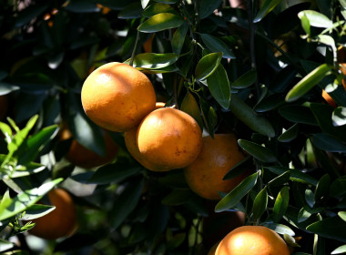 คณะผู้บริหารฯ ลงพื้นที่เยี่ยมกลุ่มเกษตรกรทำไร่โป่งน้ำร้อน พารามิเตอร์รูปภาพ 71