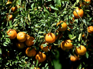 คณะผู้บริหารฯ ลงพื้นที่เยี่ยมกลุ่มเกษตรกรทำไร่โป่งน้ำร้อน พารามิเตอร์รูปภาพ 72