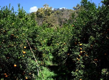 คณะผู้บริหารฯ ลงพื้นที่เยี่ยมกลุ่มเกษตรกรทำไร่โป่งน้ำร้อน พารามิเตอร์รูปภาพ 73