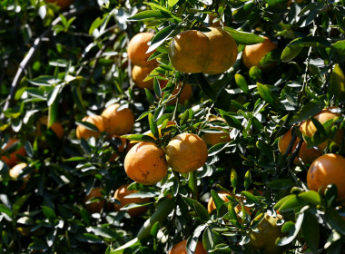 คณะผู้บริหารฯ ลงพื้นที่เยี่ยมกลุ่มเกษตรกรทำไร่โป่งน้ำร้อน พารามิเตอร์รูปภาพ 74