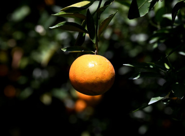 คณะผู้บริหารฯ ลงพื้นที่เยี่ยมกลุ่มเกษตรกรทำไร่โป่งน้ำร้อน พารามิเตอร์รูปภาพ 76